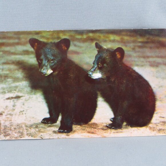 Vintage Postcard - Black Bear Cubs - Byron Harmon Photos - Picture 4 of 4